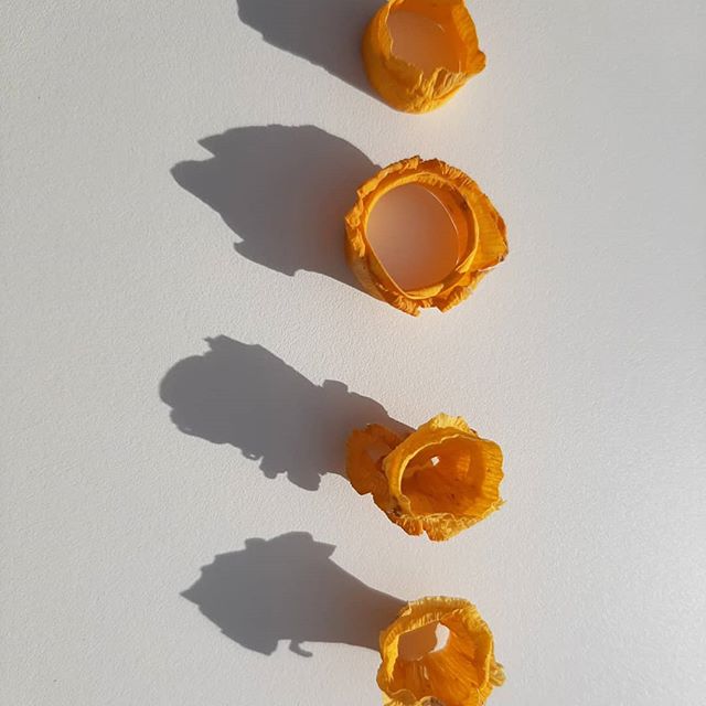 Yellow Anne Earls Boylan2