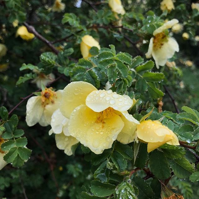 Yellow Melanie Eddy2
