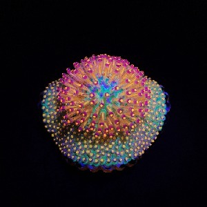 Image 3 Image 3